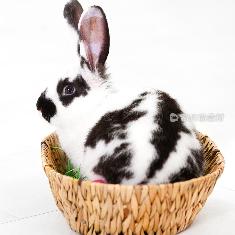 篮子里有小白兔和小白兔