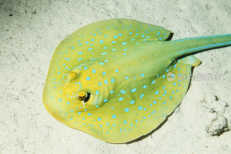 海洋生物蓝斑刺鳐水下