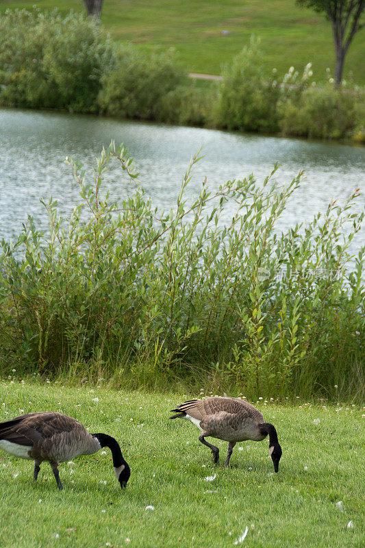 垂直的两只加拿大鹅在草地上吃草。