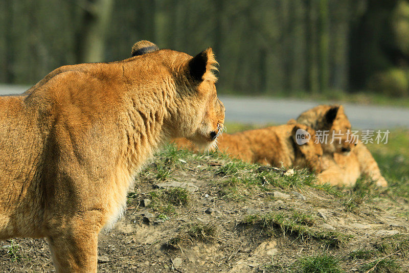 母狮子看着幼崽玩耍