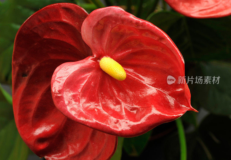 花烛属植物