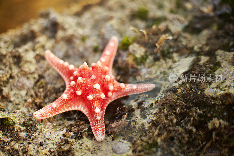 小海星