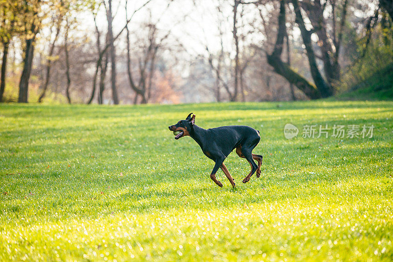 在阳光明媚的春日，女杜宾在公园里奔跑