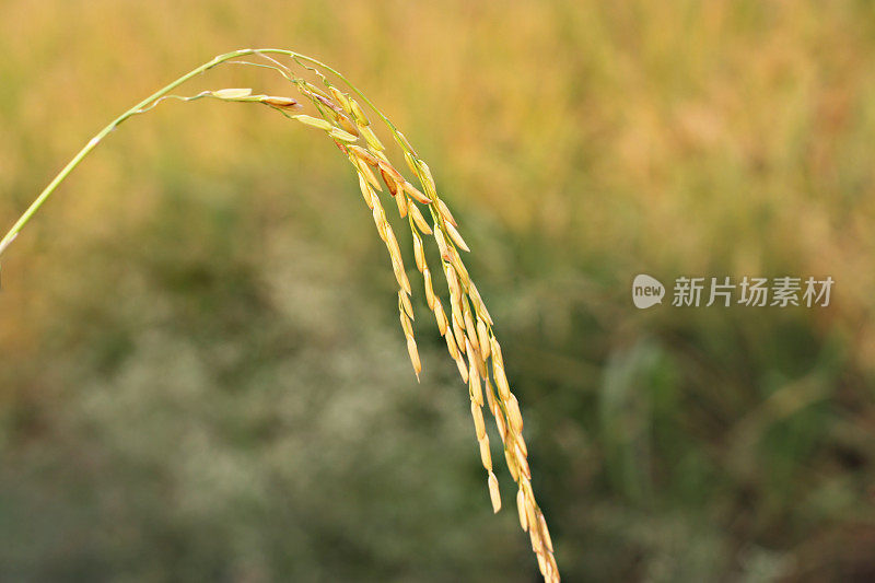 水稻植株特写