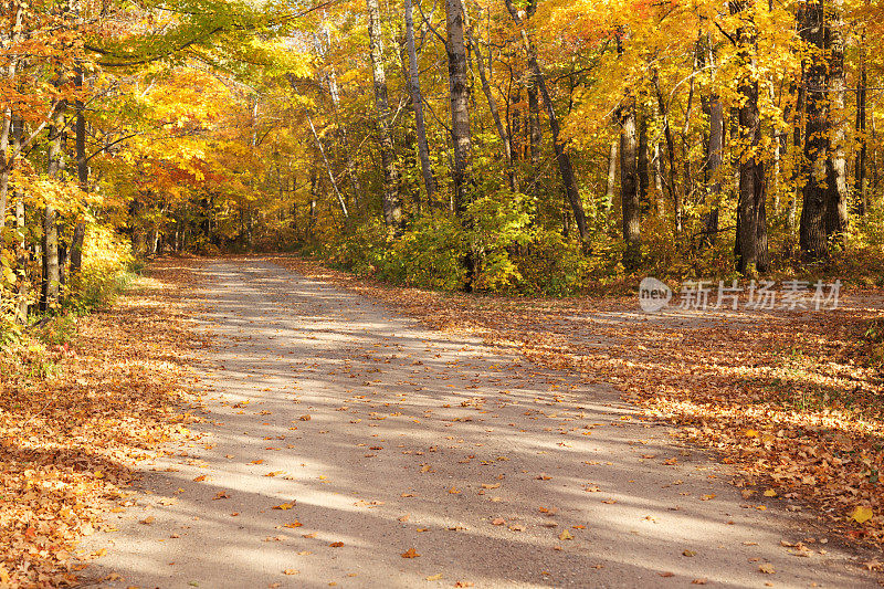 秋天风景优美的绿树成荫的乡村道路