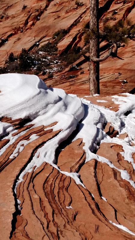 特写融化的雪红石松树锡安峡谷犹他州