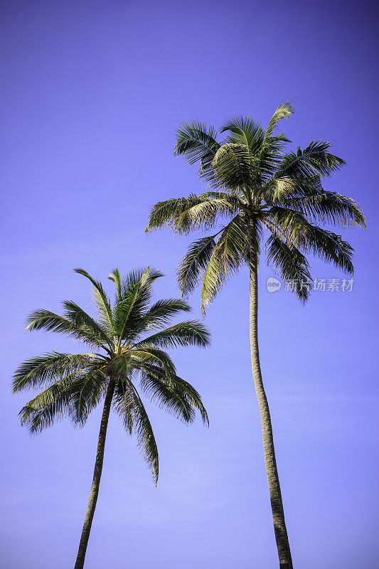 两棵棕榈树映衬着晴朗的天空