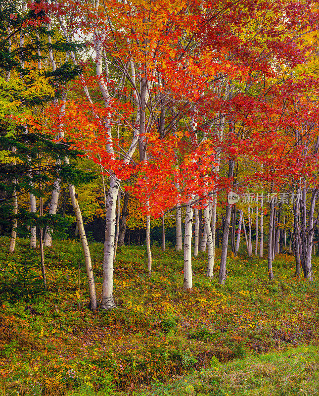 白桦林与高峰秋天的颜色，NH