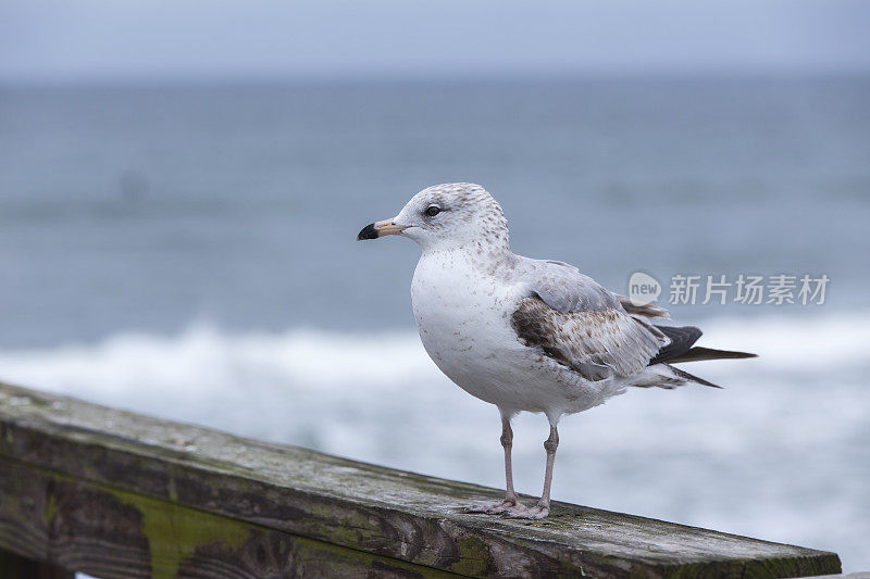 码头上的海鸥