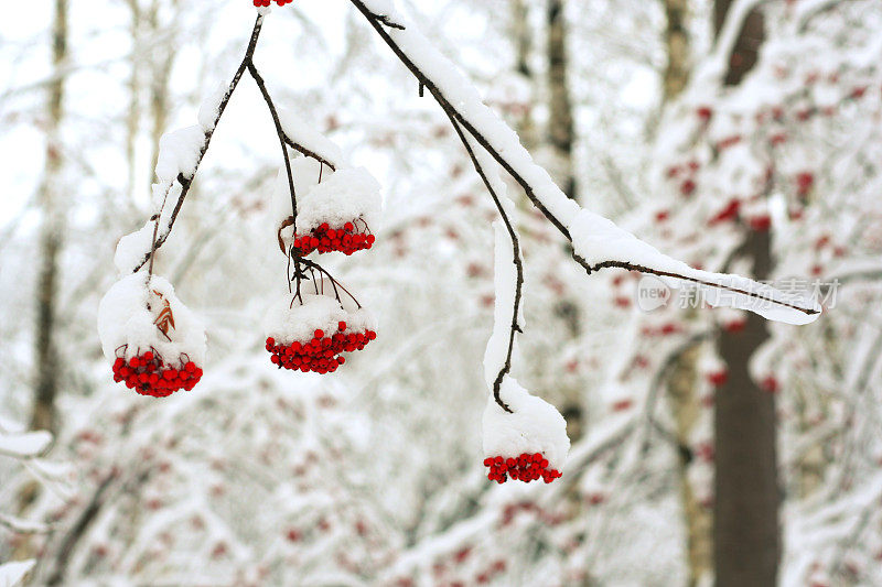 冰雪覆盖rowanberry