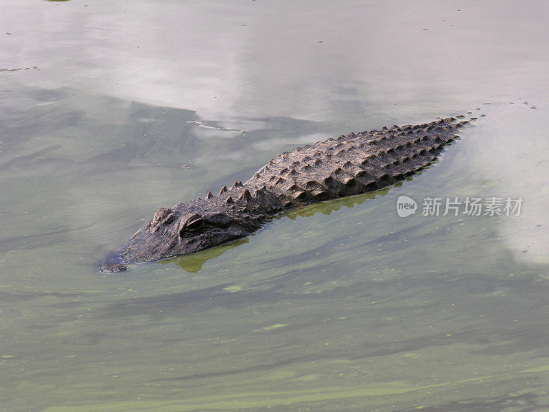 鳄鱼在水里