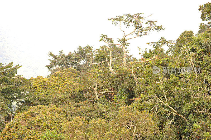 卢旺达:Nyungwe雨林