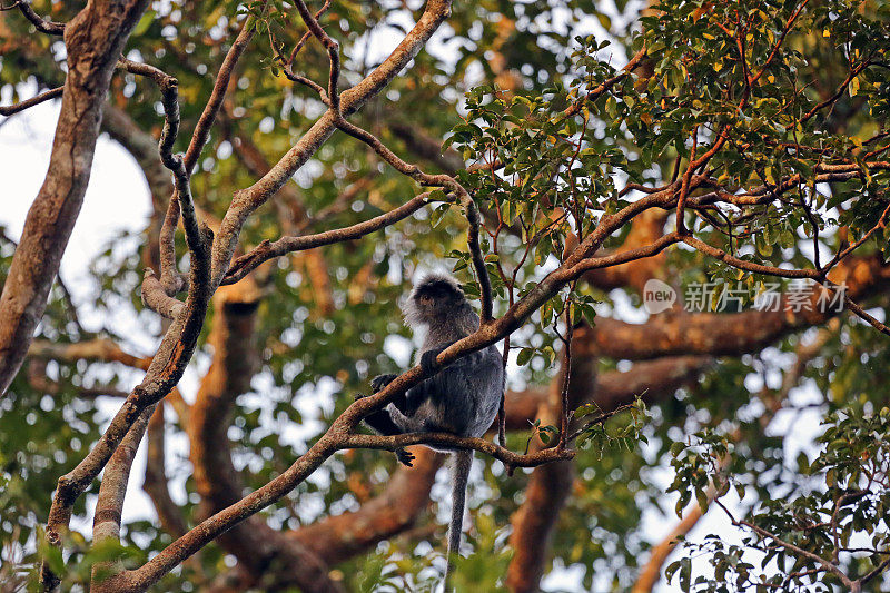 印度尼西亚:坎巴斯的长尾猕猴