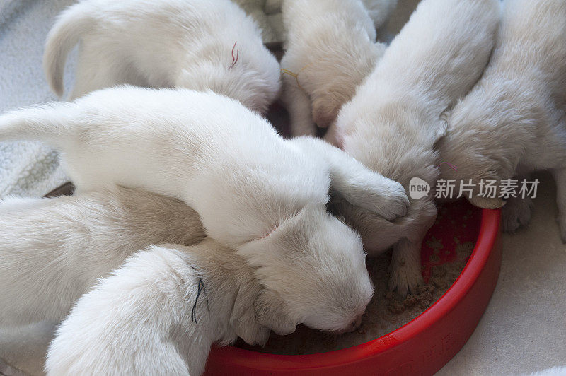 一对金毛猎犬幼犬正在进食