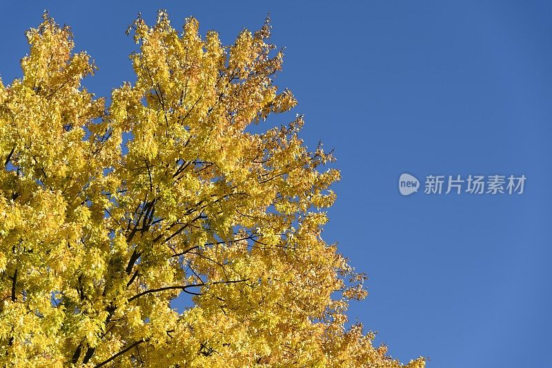 秋天的枫树在改变颜色