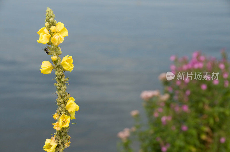 深色毛蕊花和不锋利的大柳树