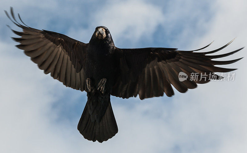 黑乌鸦飞
