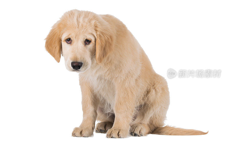 可怜的金毛猎犬幼犬坐在前面孤立的白色视图