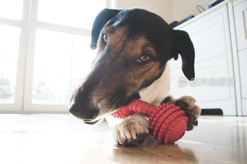 顽皮可爱的小猎犬在家里咀嚼一个玩具