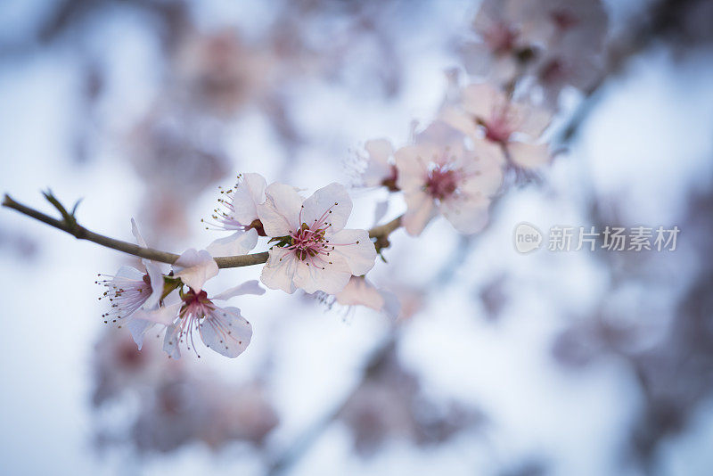 樱花樱花