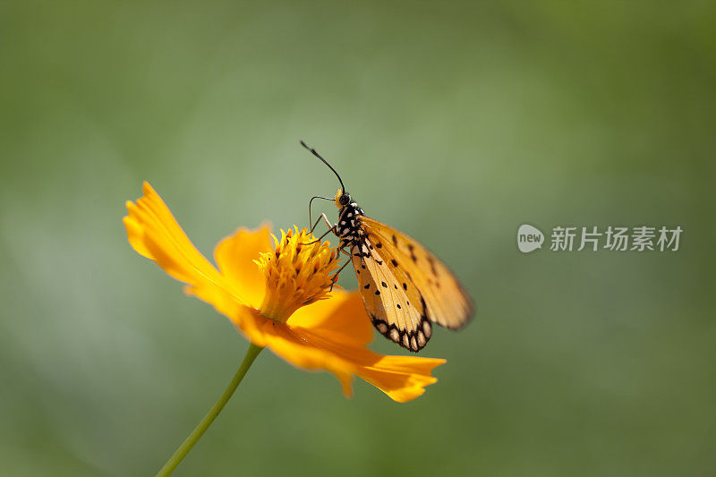 豹纹蝴蝶在橘色的宇宙花上在草地上