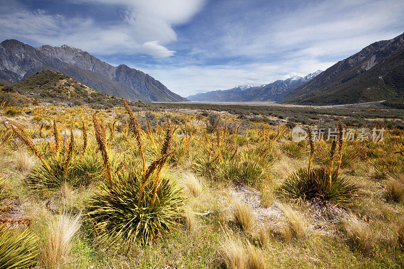 金矛草在塔斯曼山谷，新西兰