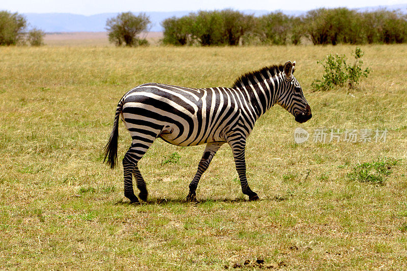 肯尼亚，东非——马赛马拉上的斑马