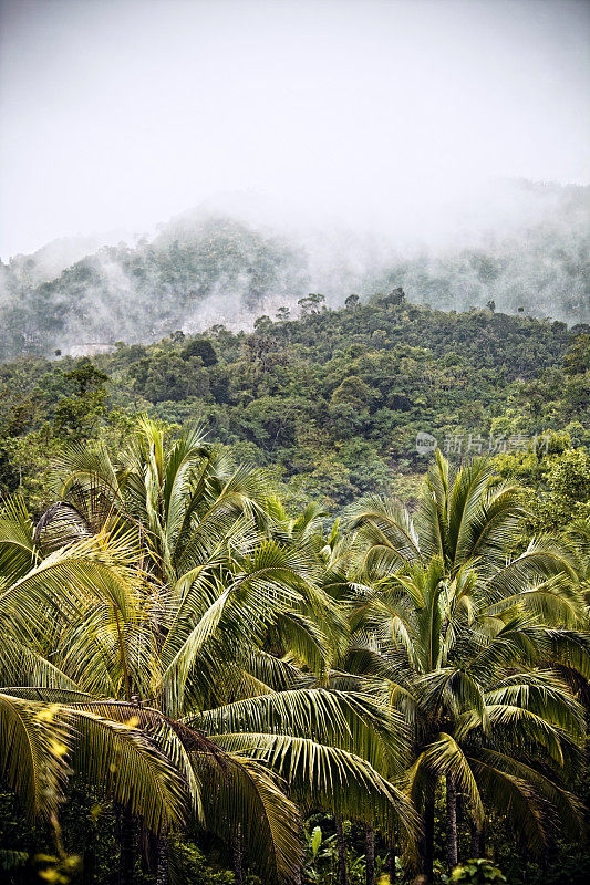 丛林山脉