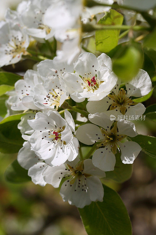 梨树在春天开花