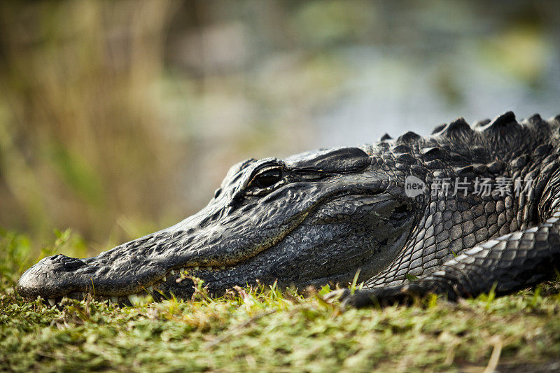 佛罗里达大沼泽地国家公园的短吻鳄