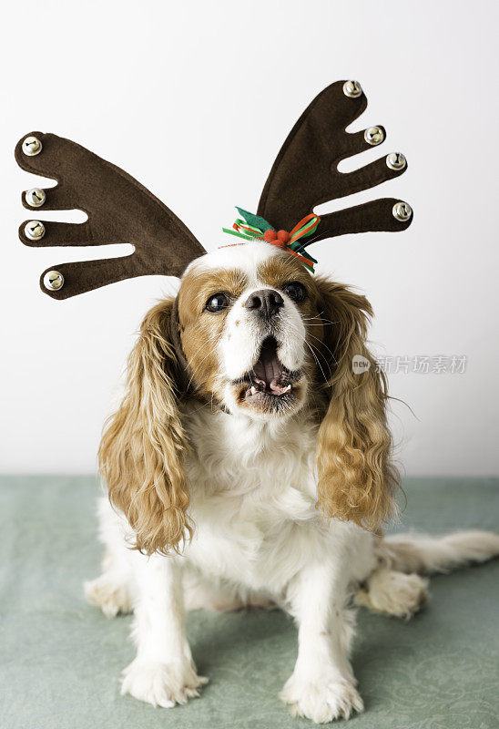 可爱的驯鹿角狗(唱圣诞颂歌?!)