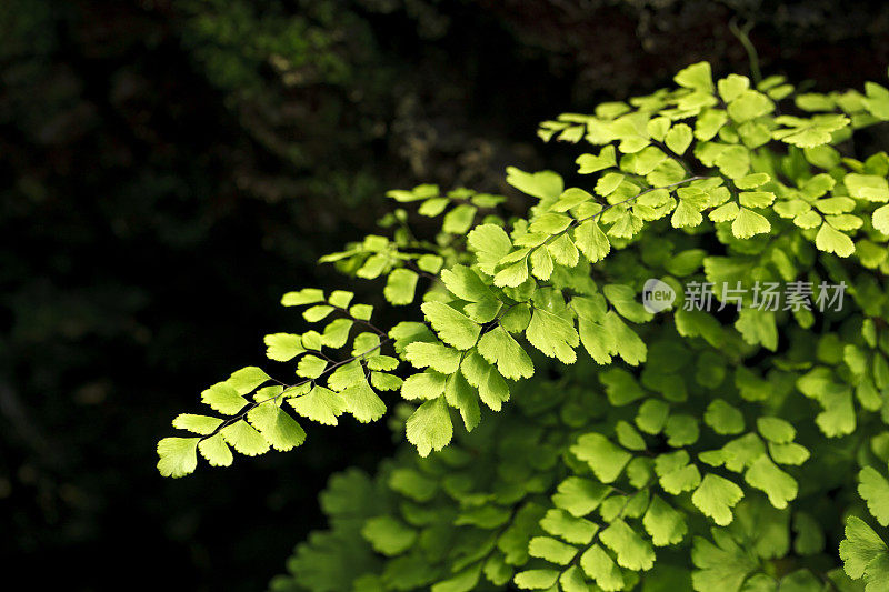 孔雀草蕨类植物(铁线蕨)