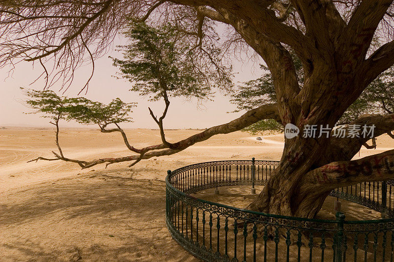 巴林生命之树