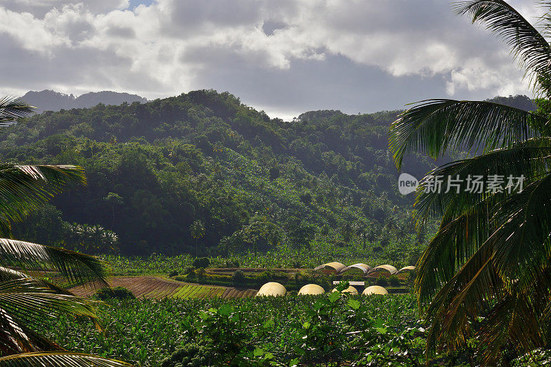 圣卢西亚农业特写