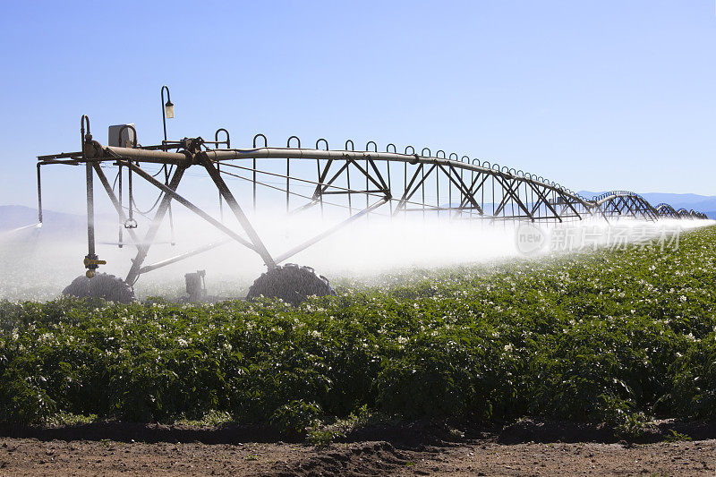 用农业喷灌系统灌溉科罗拉多州的马铃薯作物