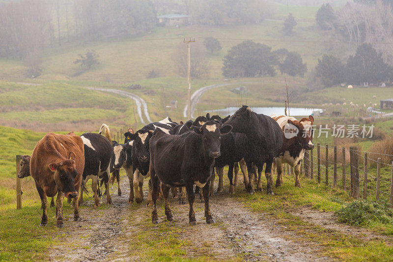 牛群被赶在一条砾石路上