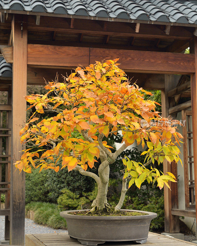 日本山毛榉，水仙花，盆景秋天