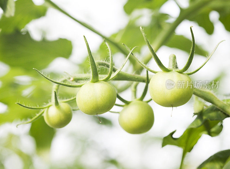 商业温室番茄种植