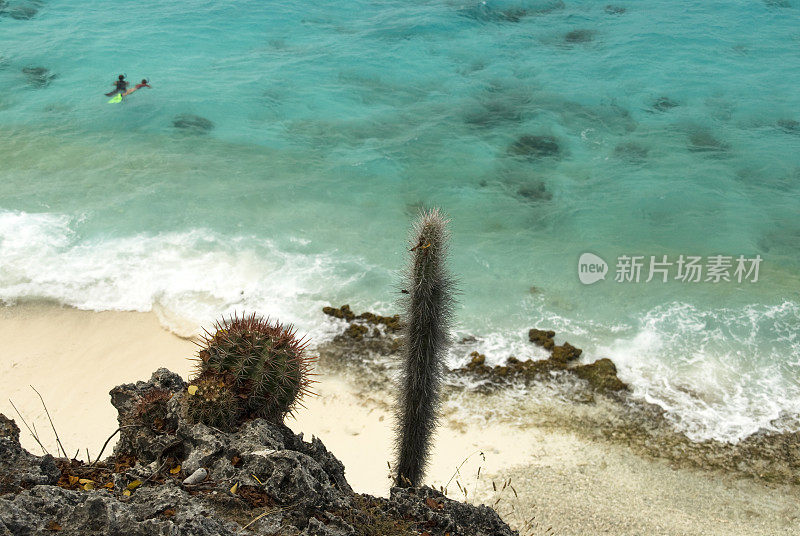 仙人掌和海岸线