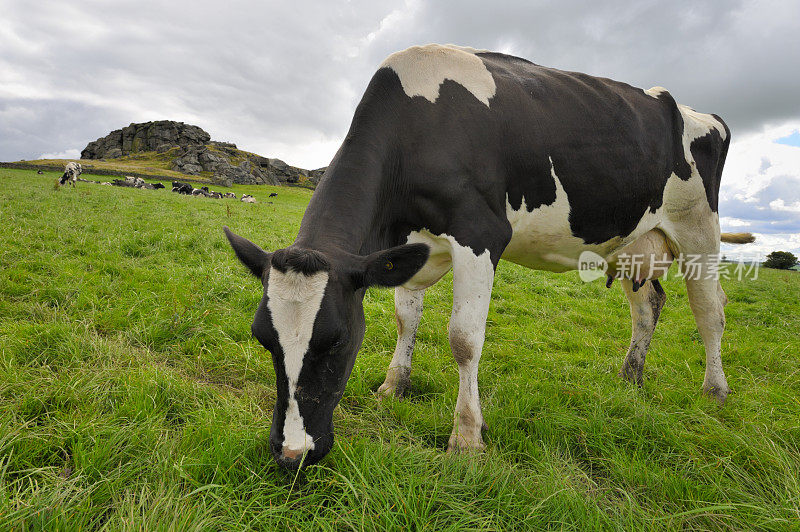 荷斯坦奶牛吃草