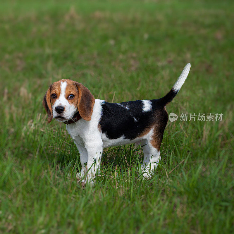 碧绿草地上的小猎犬