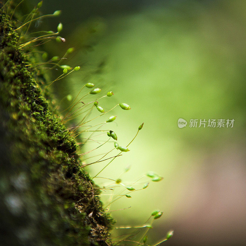 树干上的苔藓和地衣的特写