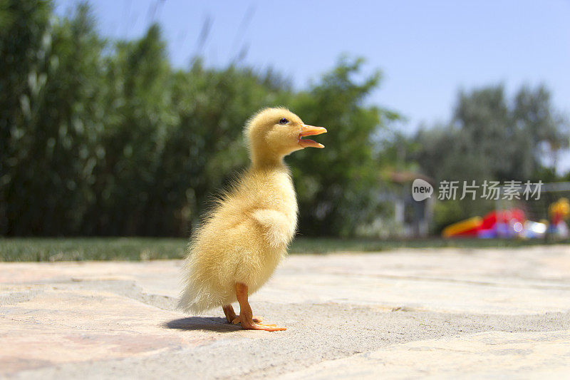 婴儿鸭