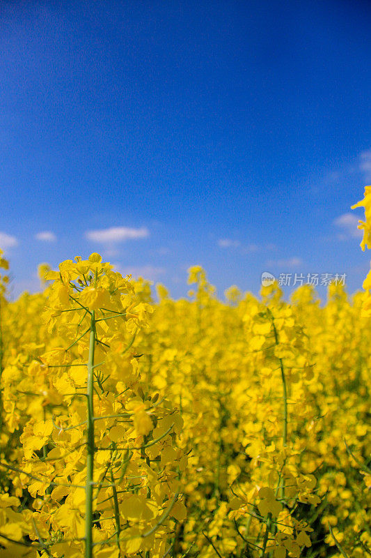 油菜