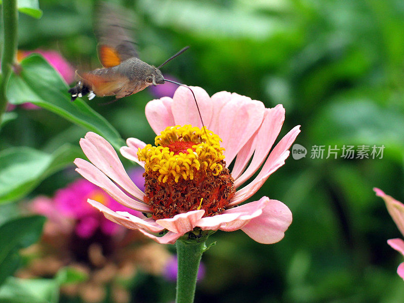 蜂鸟鹰蛾在百日草花上