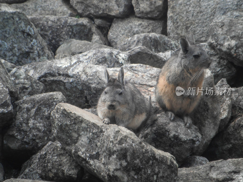 秘鲁:马丘比丘北部Viscacha(刚果语)