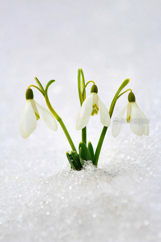 雪花莲从雪中生长