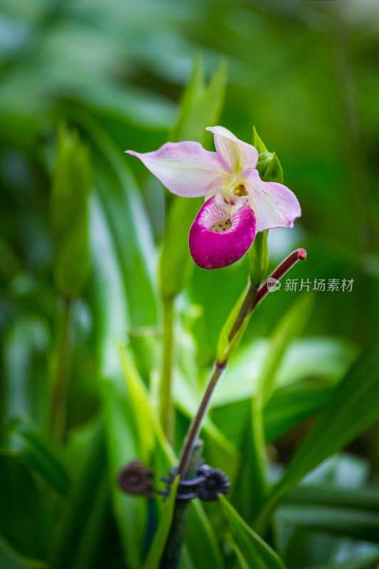 热带森林里的女鞋兰花