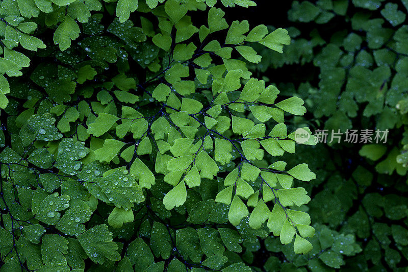 小蕨类植物