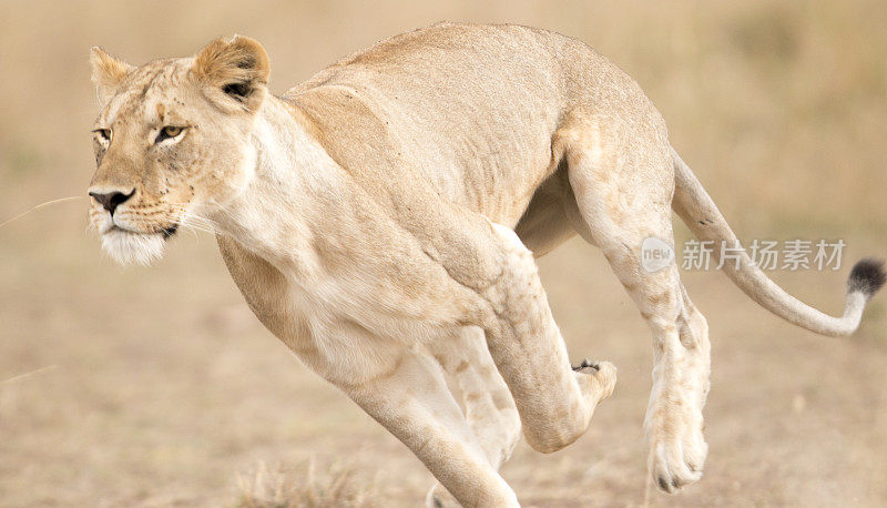奔跑的母狮，马赛马拉，肯尼亚